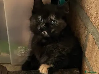 Mixed Breed cats Long haired tortoiseshell female kittens. - Advert 1