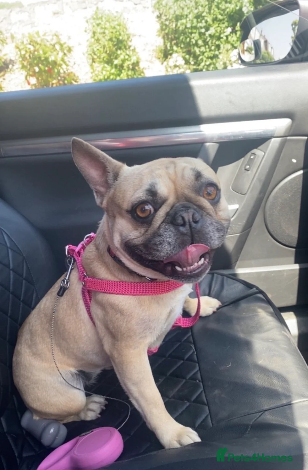 French Bulldog dogs for sale: Pedigree Frenchie  - Advert 1