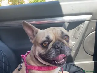 French Bulldog dogs Pedigree Frenchie - Advert 1