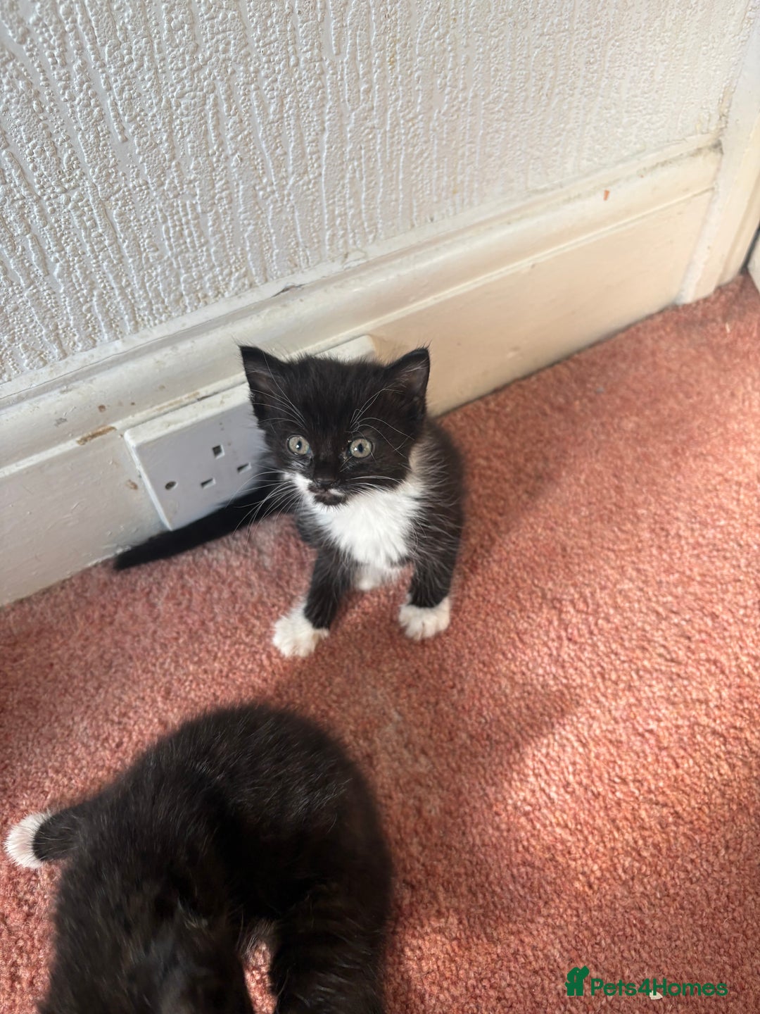 Domestic Shorthair cats for sale: Baby house cat kittens  - Image 5