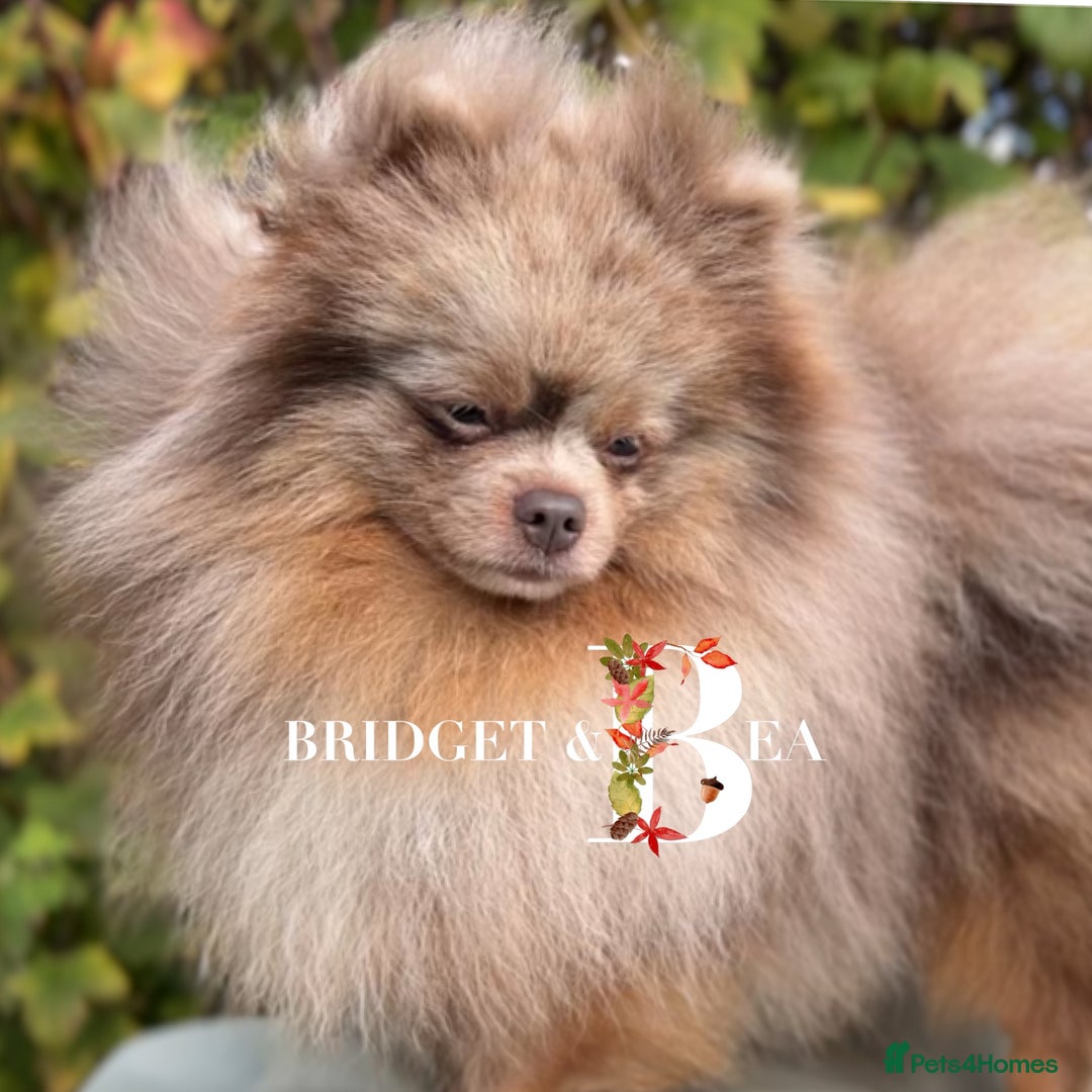 Pomeranian dogs for sale: Lilac & tan Merle boy - Image 5