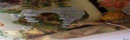 Pufferfish fish for sale: grown adult axolotl measuring between 18cm and 20c in Enfield - Advert 2
