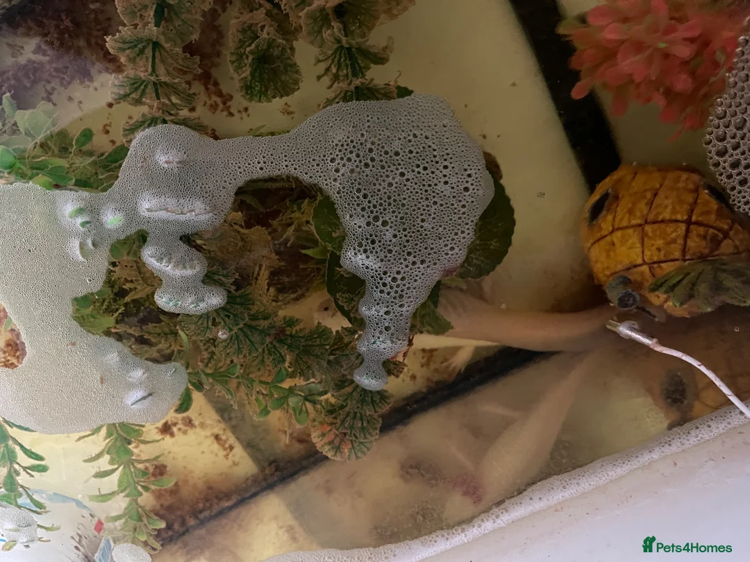 Pufferfish fish for sale: grown adult axolotl measuring between 18cm and 20c in Enfield - Advert 2