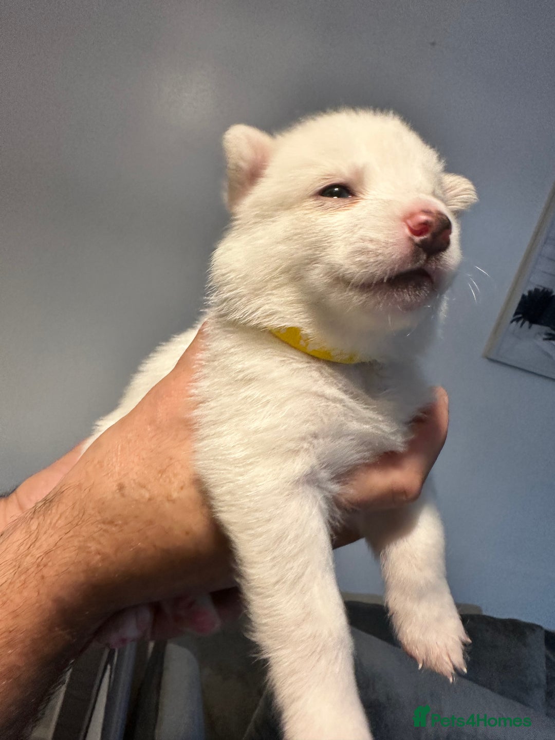 Pomsky dogs for sale: F4 beautiful puppy pomskie blue eyes - Image 38