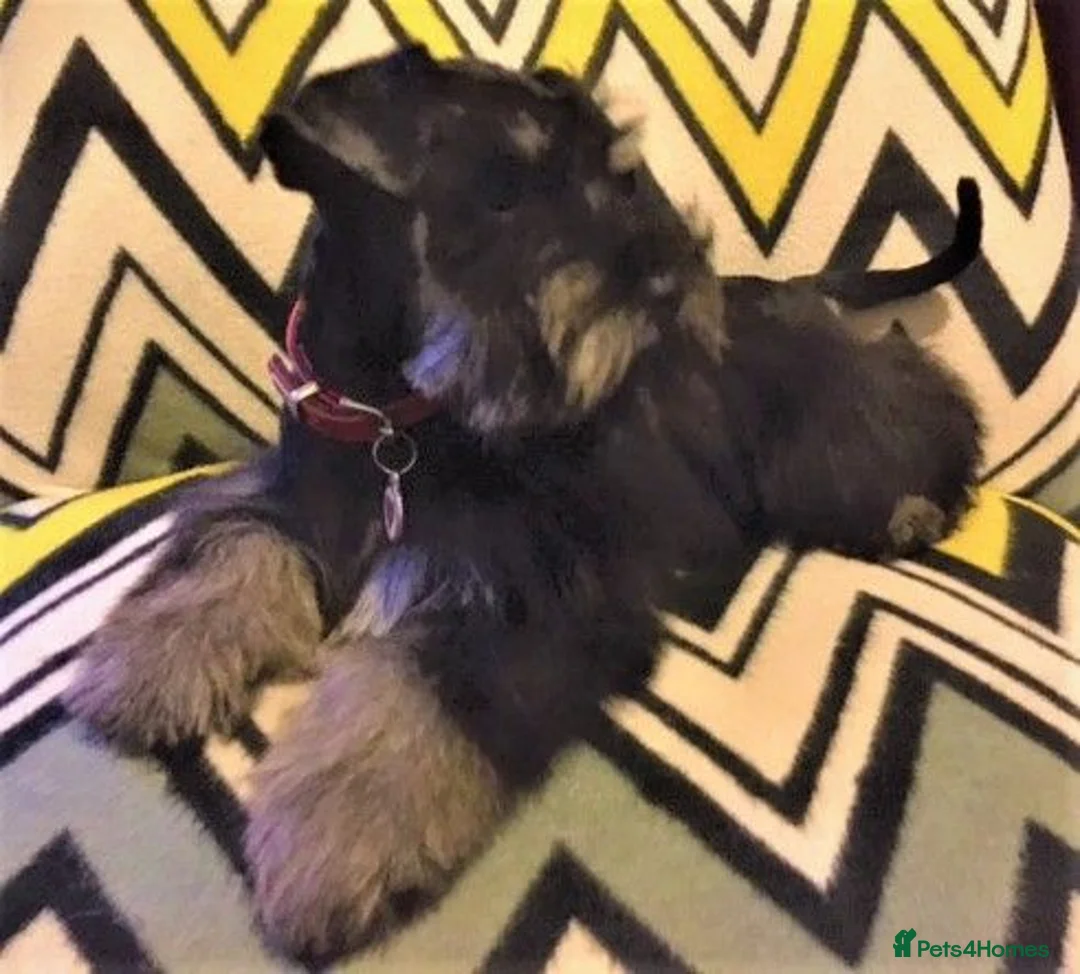 Miniature Schnauzer dogs for sale: SMALL MINI SCHNAUZERS - Advert 1