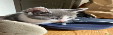 kitten 4
