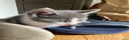 British Shorthair cats for sale: Final British Blue Cross Kitten – Ready NOW! - Advert 6