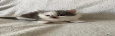 Ragdoll Kitten 1