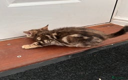 Bengal cats for sale: Beautiful bengal  - Image 13