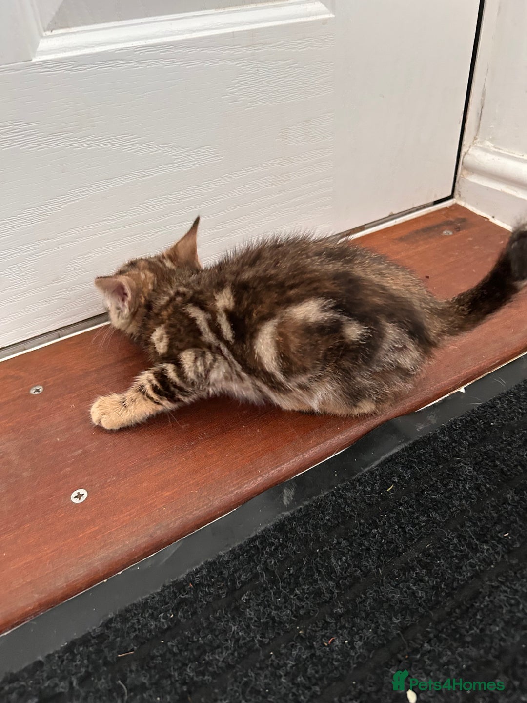Bengal cats for sale: Beautiful bengal  - Image 13