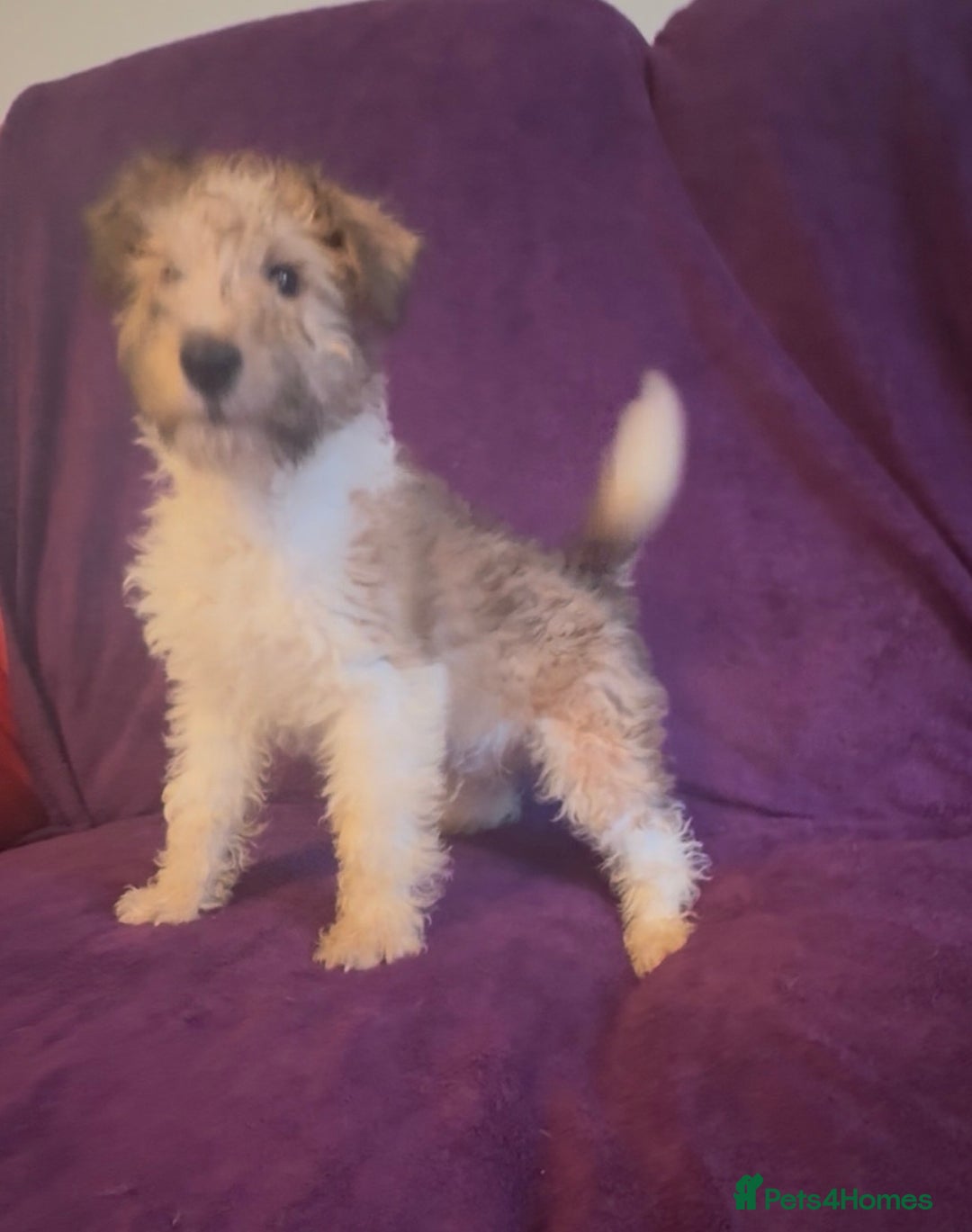 Fox Terrier dogs for sale: Stunning wire fox terrier puppies  - Advert 20