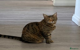 Mixed Breed cats for sale: bangal cross tabby cat 8 yr old  - Image 1