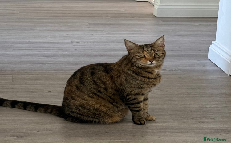 Mixed Breed cats - Advert 3