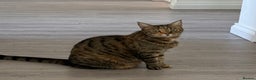 Mixed Breed cats for sale: bangal cross tabby cat 8 yr old  - Advert 1