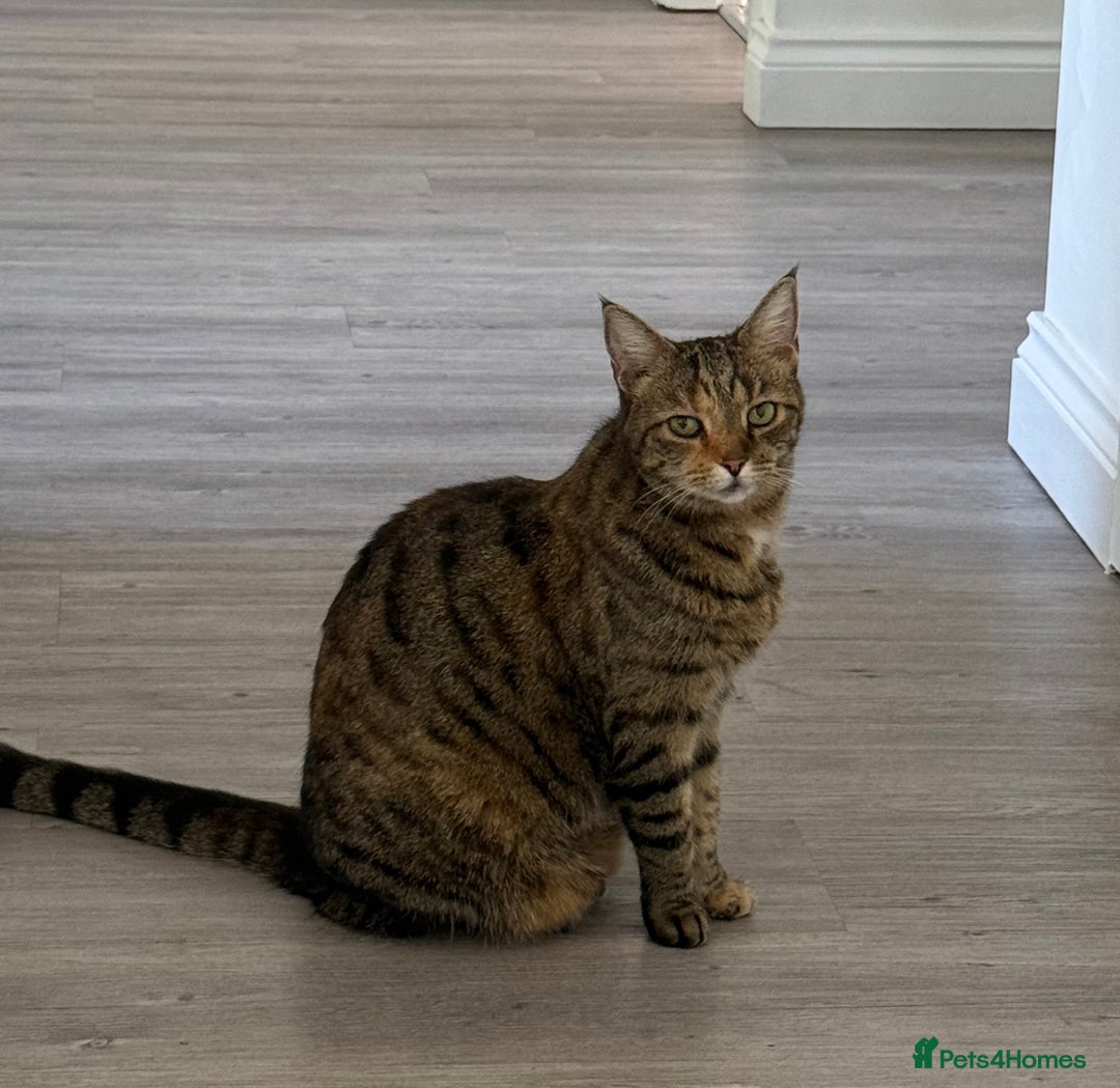 Mixed Breed cats for sale: bangal cross tabby cat 8 yr old  - Image 1