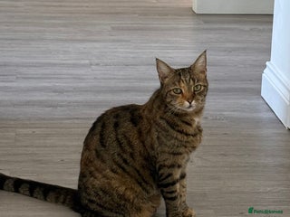 Mixed Breed cats - Advert 8