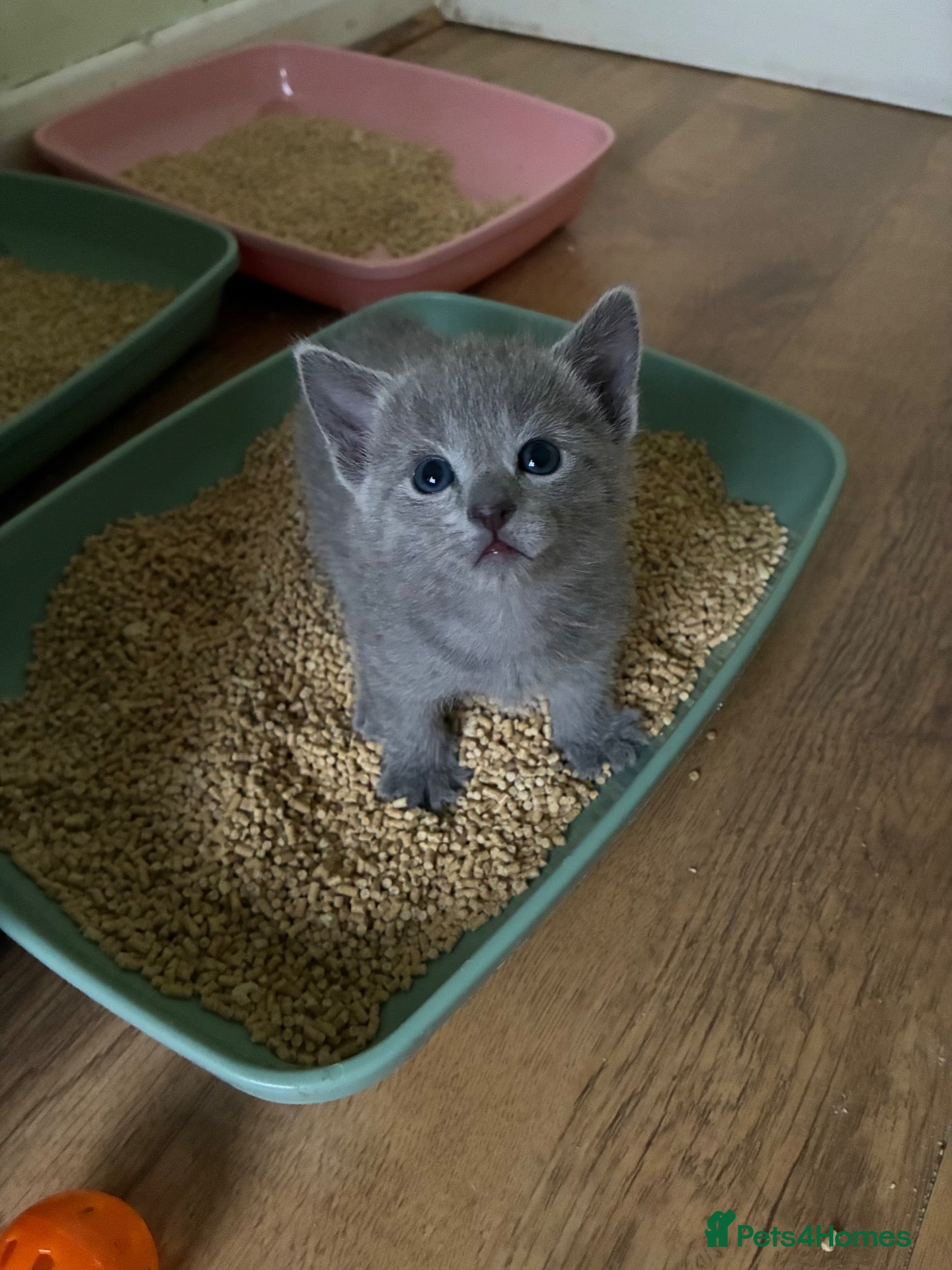 Russian Blue cats for sale: TICA 5* pedigree Russian Blue Kittens - Advert 2