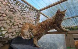 Maine Coon cats for sale: 😻😻 Beautiful Maine coones 😻 - Image 6