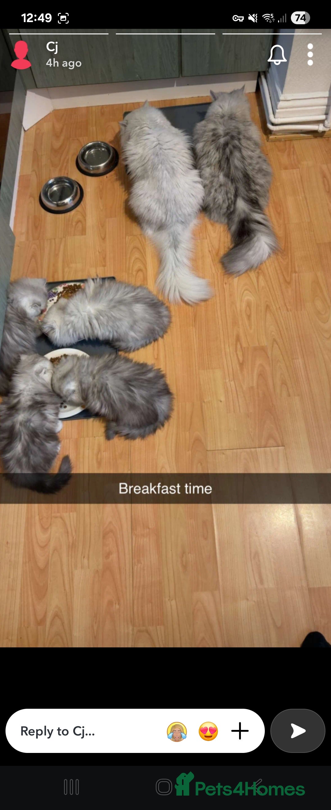 Persian cats for sale: Chinchilla Persians  - Image 5