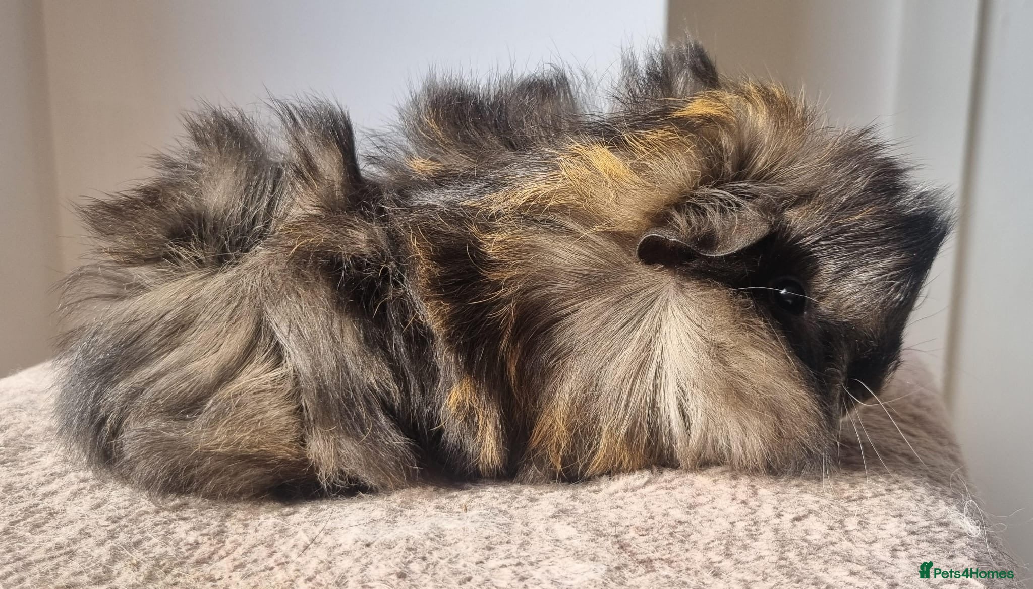 Guinea Pig rodents beautiful pair of friendly boys - Advert 5