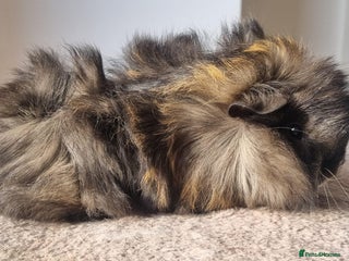 Guinea Pig rodents beautiful pair of friendly boys - Advert 2