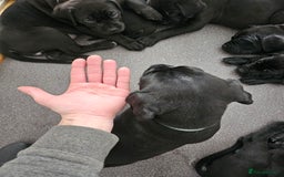 Cane Corso dogs for sale: Panther cane corso  - Image 2