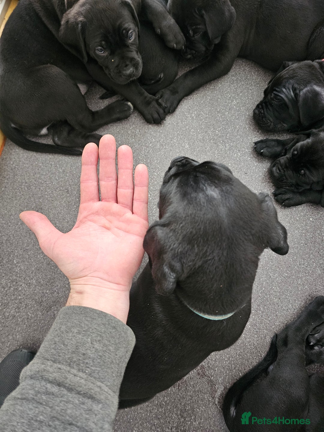 Cane Corso dogs for sale: Panther cane corso  - Image 2