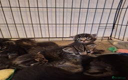 Domestic Shorthair cats for sale: Babies ready for their new homes NOW 🥰 - Image 33