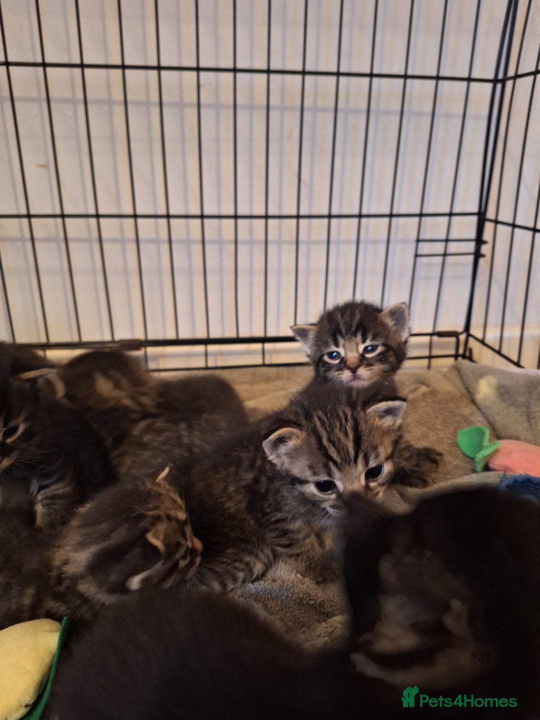 Domestic Shorthair cats for sale: Babies ready for their new homes NOW 🥰 - Image 33