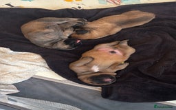 Mixed Breed dogs for sale: Puppies  - Image 3