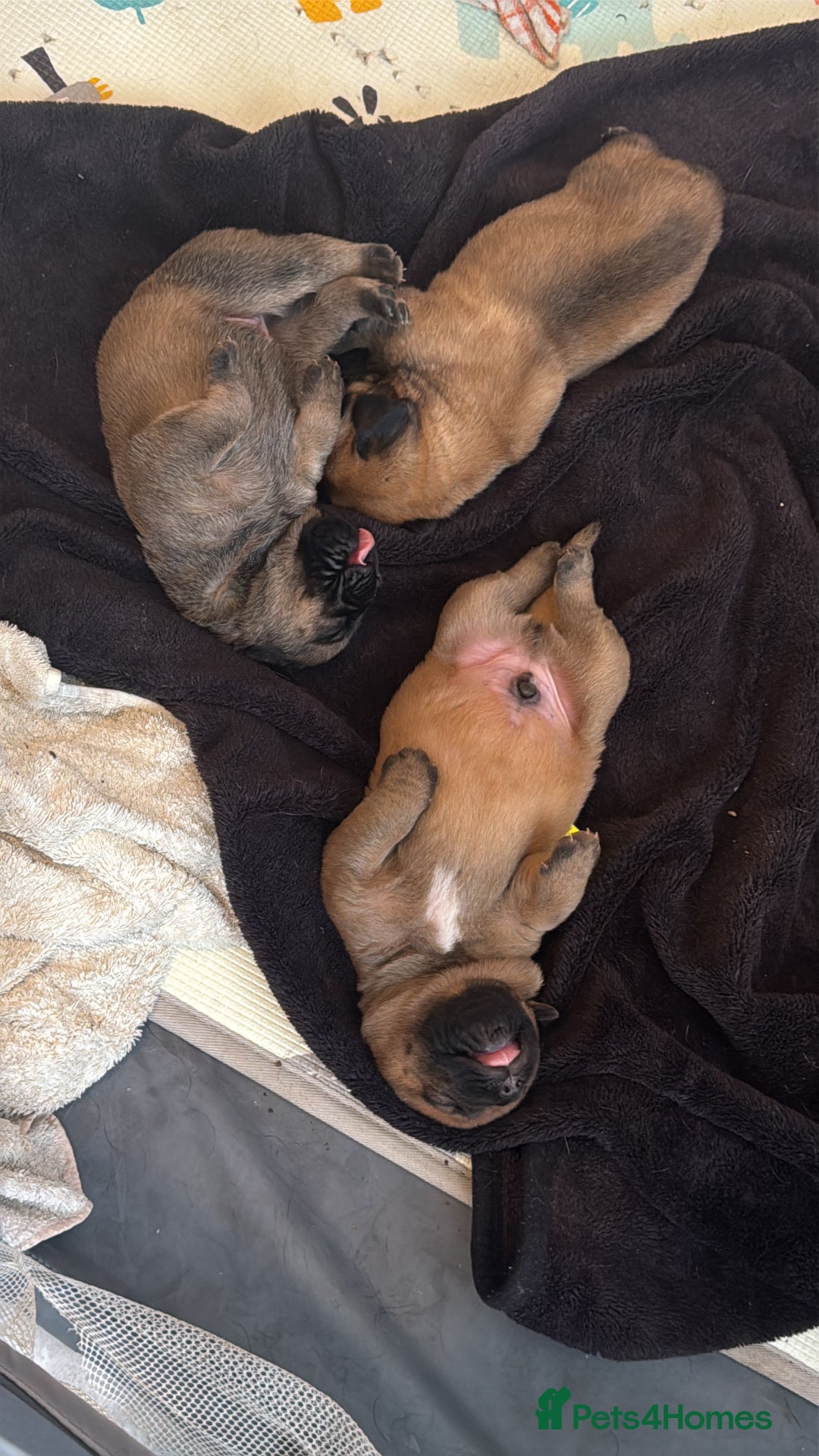 Mixed Breed dogs for sale: Puppies  - Image 3