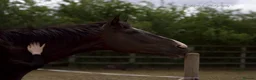 English Thoroughbred horses for sale:     Roman – Sweet TB Gelding with Huge Potential in Newark - Advert 18