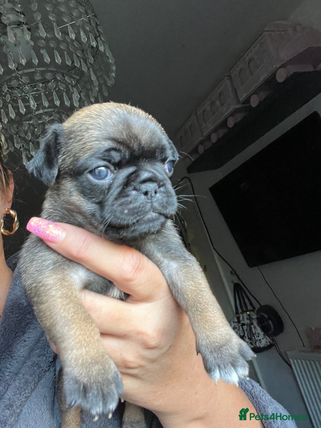 Pug dogs for sale: Rare apricot fawn female pug puppy ready now  - Advert 17