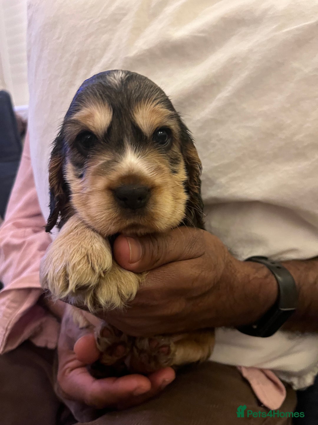 Cocker Spaniel dogs for sale: Adorable show type cocker spaniel pups - Advert 33