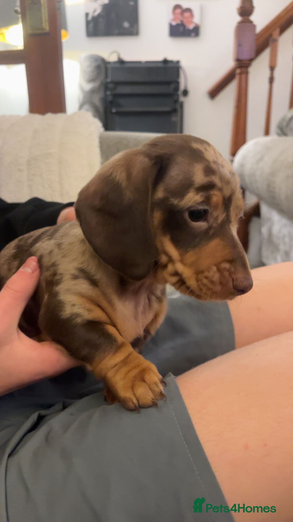 Dachshund dogs Ready now 2 beautiful dapple dachshund puppies  - Advert 9