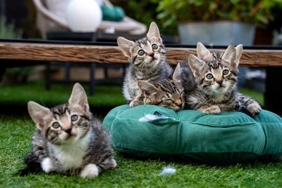Bengal cats for sale: Gorgeous kittens, Wild-Patterned, Stunning Looks - Image 35