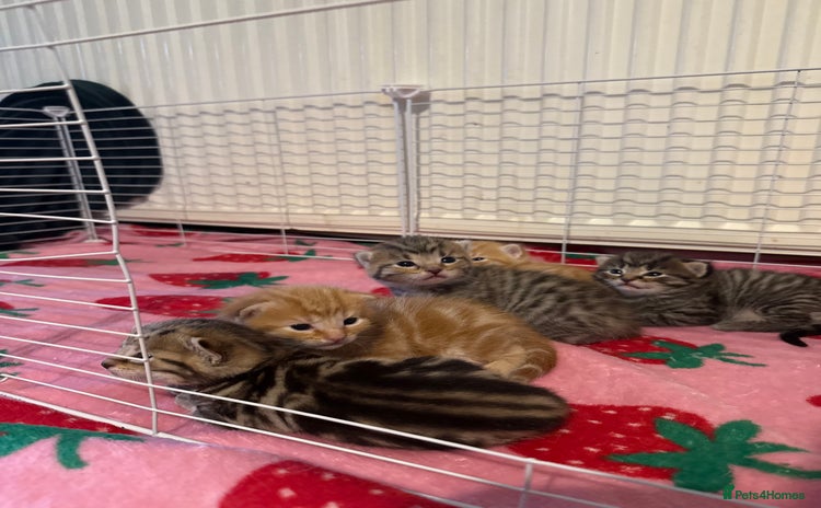 Mixed Breed cats - Advert 4