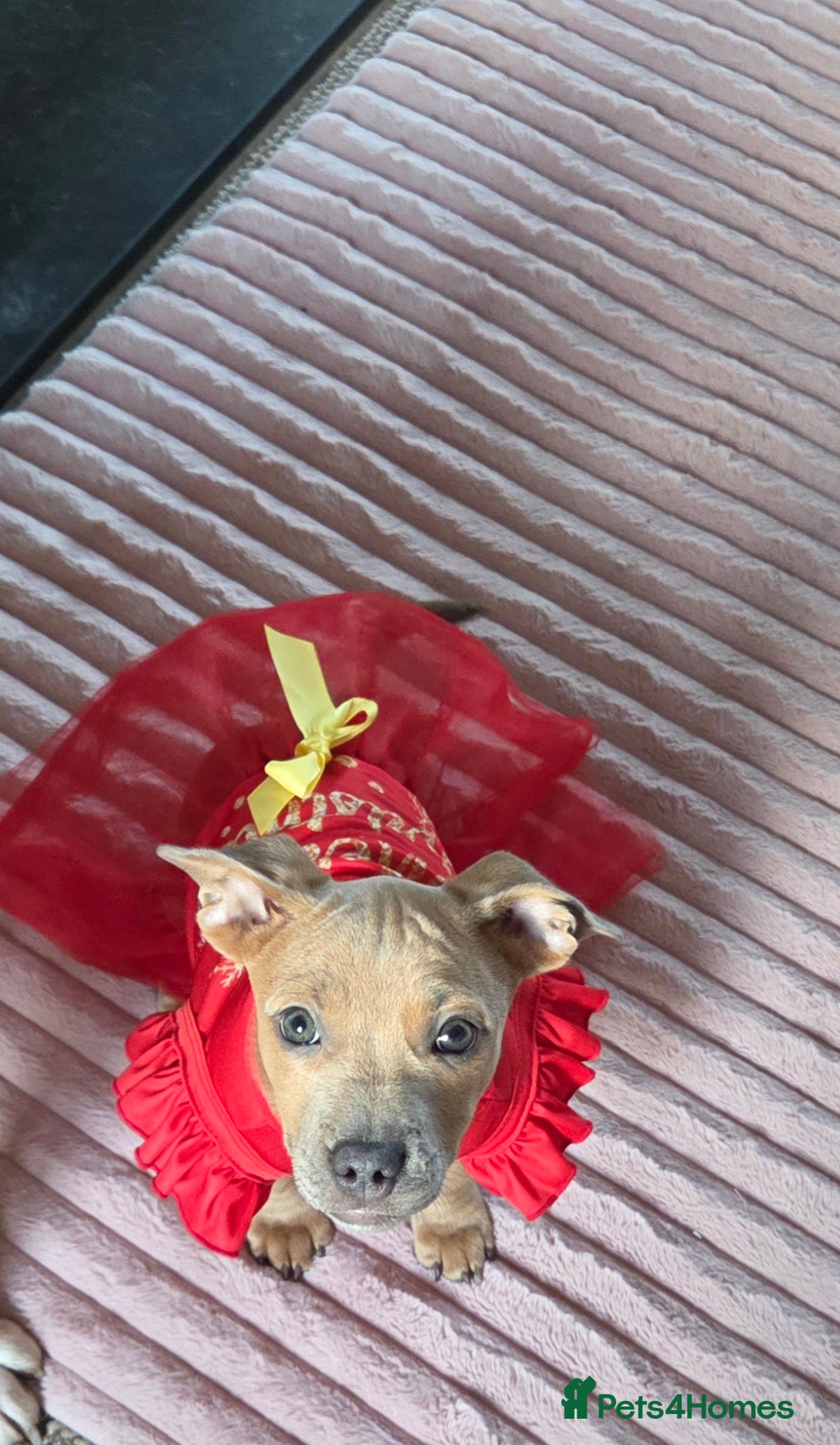 Mixed Breed dogs Audrey 5 month old dachshund cross - Advert 1