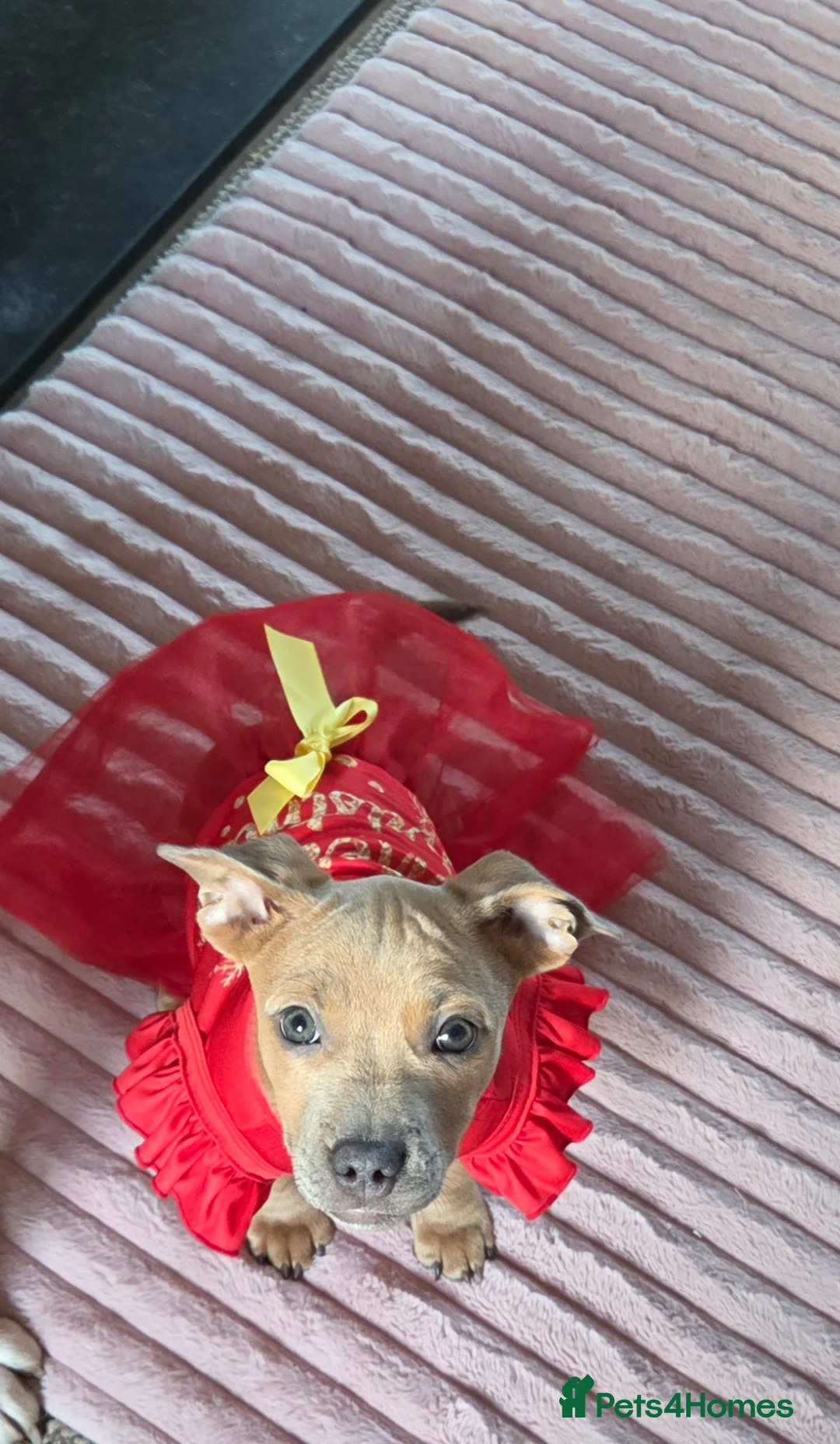 Mixed Breed dogs for sale: Audrey 5 month old dachshund cross - Advert 1