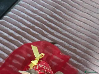 Mixed Breed dogs Audrey 5 month old dachshund cross - Advert 1