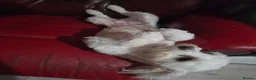 Maltese dogs for sale: Maltese - Advert 3