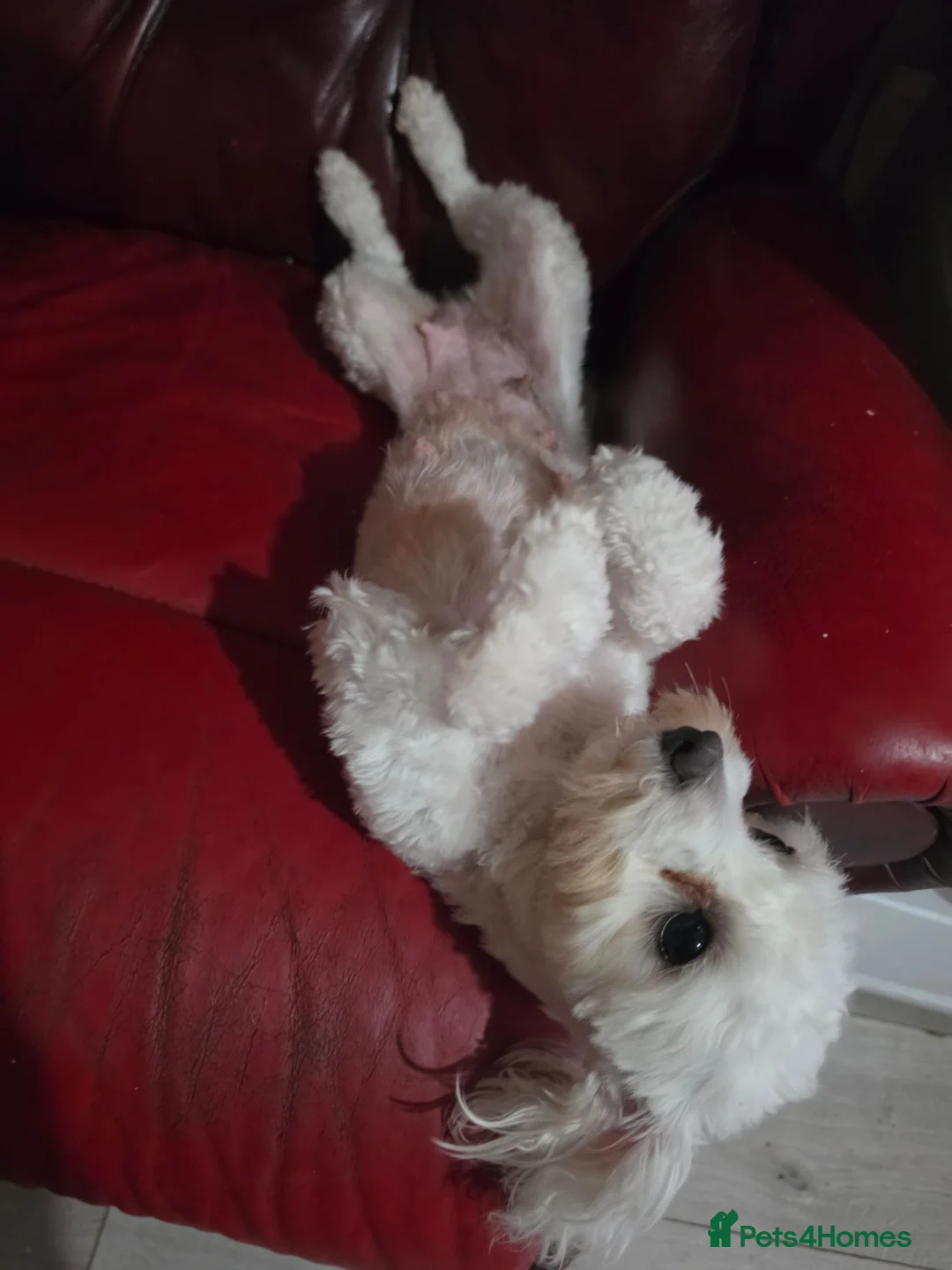 Maltese dogs for sale: Maltese - Advert 3