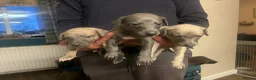 Whippet dogs for sale: Stunning litter of whippets  - Advert 5