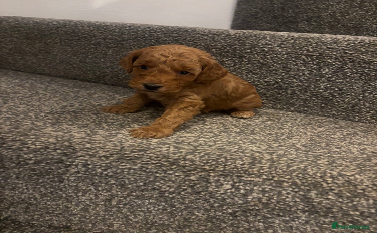 Toy Poodle dogs Toy poodle puppies *Ready for  ** * - Advert 12