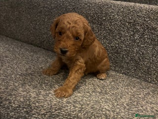 Toy Poodle dogs Toy poodle puppies *Ready for ** * - Advert 5