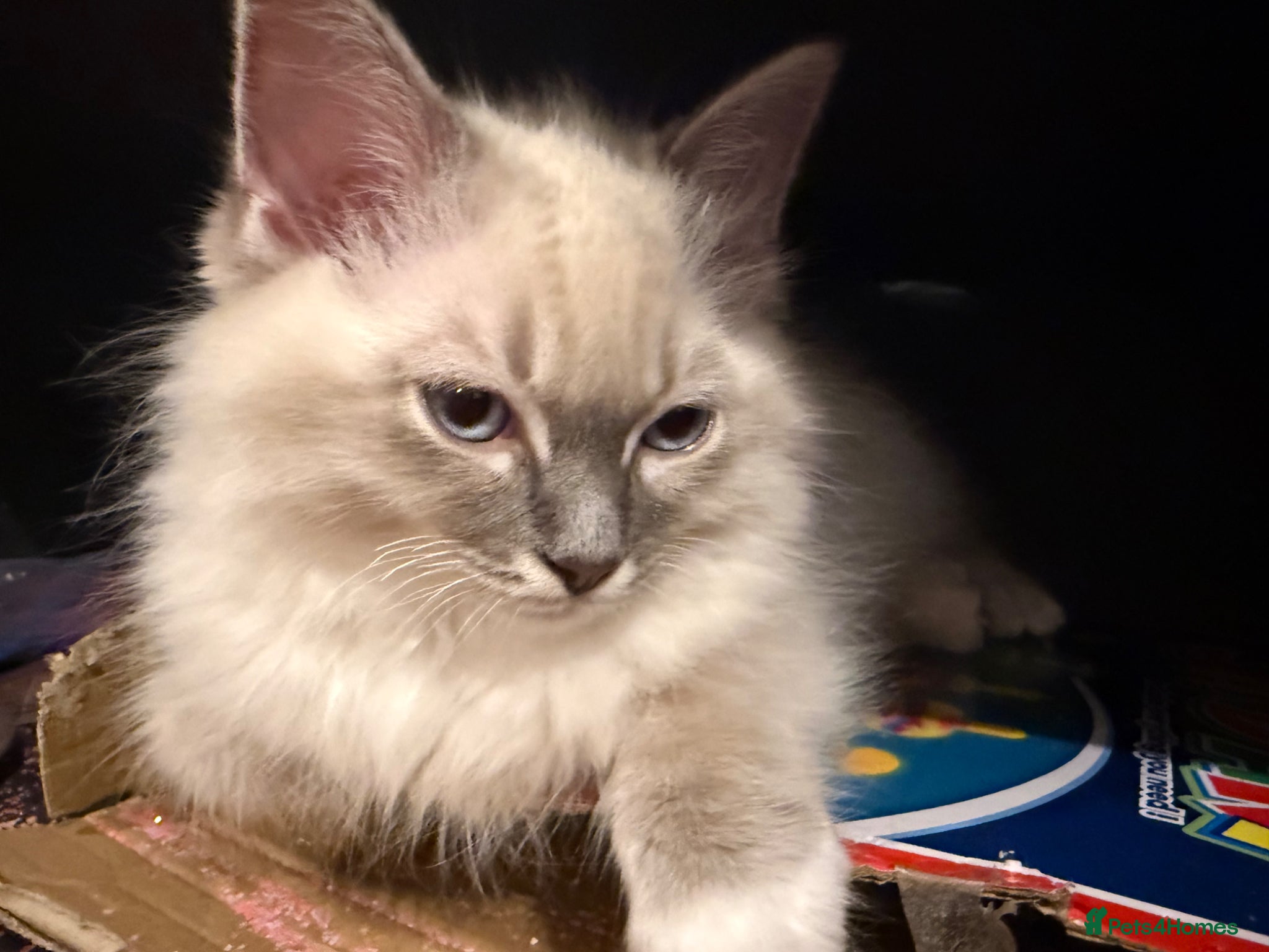 Ragdoll cats 1 gorgoeus boy ragdoll left  - Advert 2