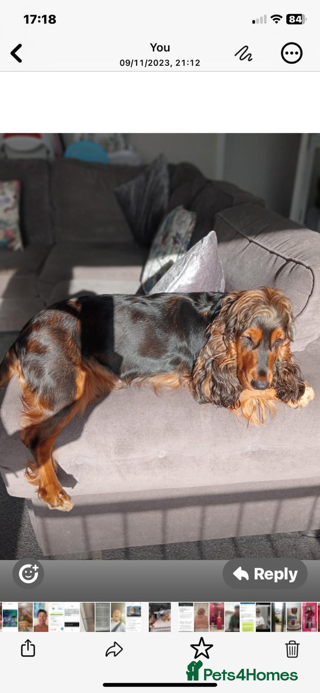 Cocker Spaniel dogs for sale: Rehoming 3 year old female cocker good hone - Image 3