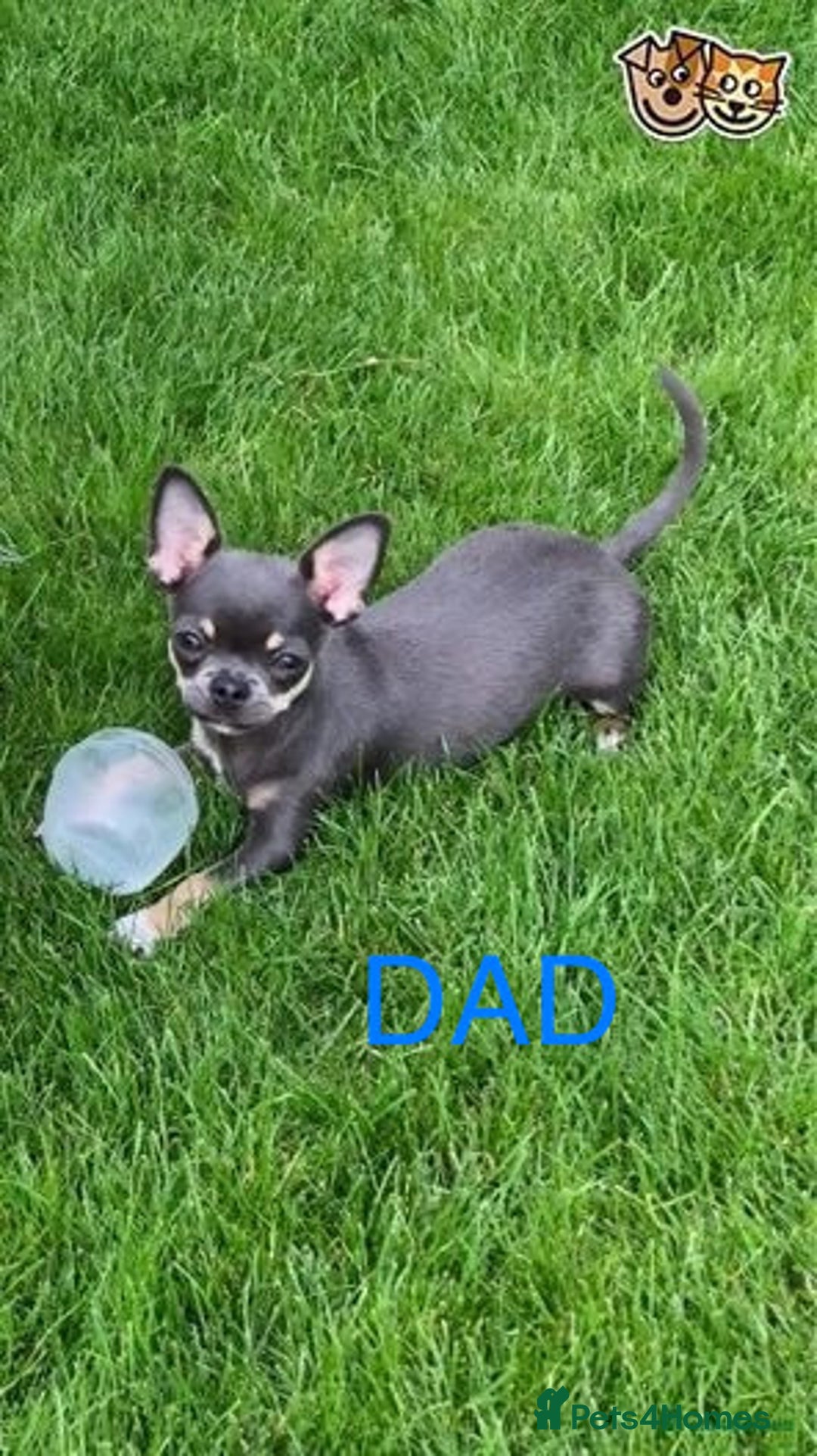 Chihuahua dogs for sale: Beautiful Merle Chihuahua Puppies  - Advert 13