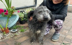 Mixed Breed dogs for adoption: Meet PERCY - a Lovely Boy for a Loving Home - Image 12