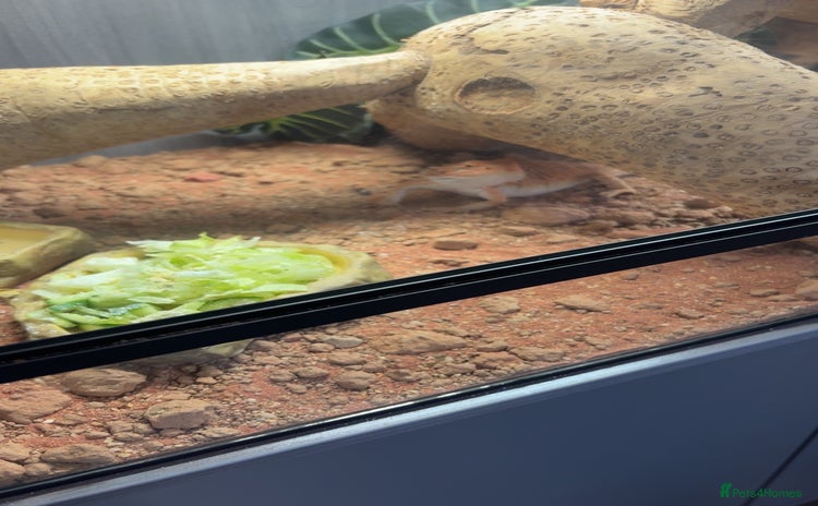 Bearded Dragon reptiles - Advert 1